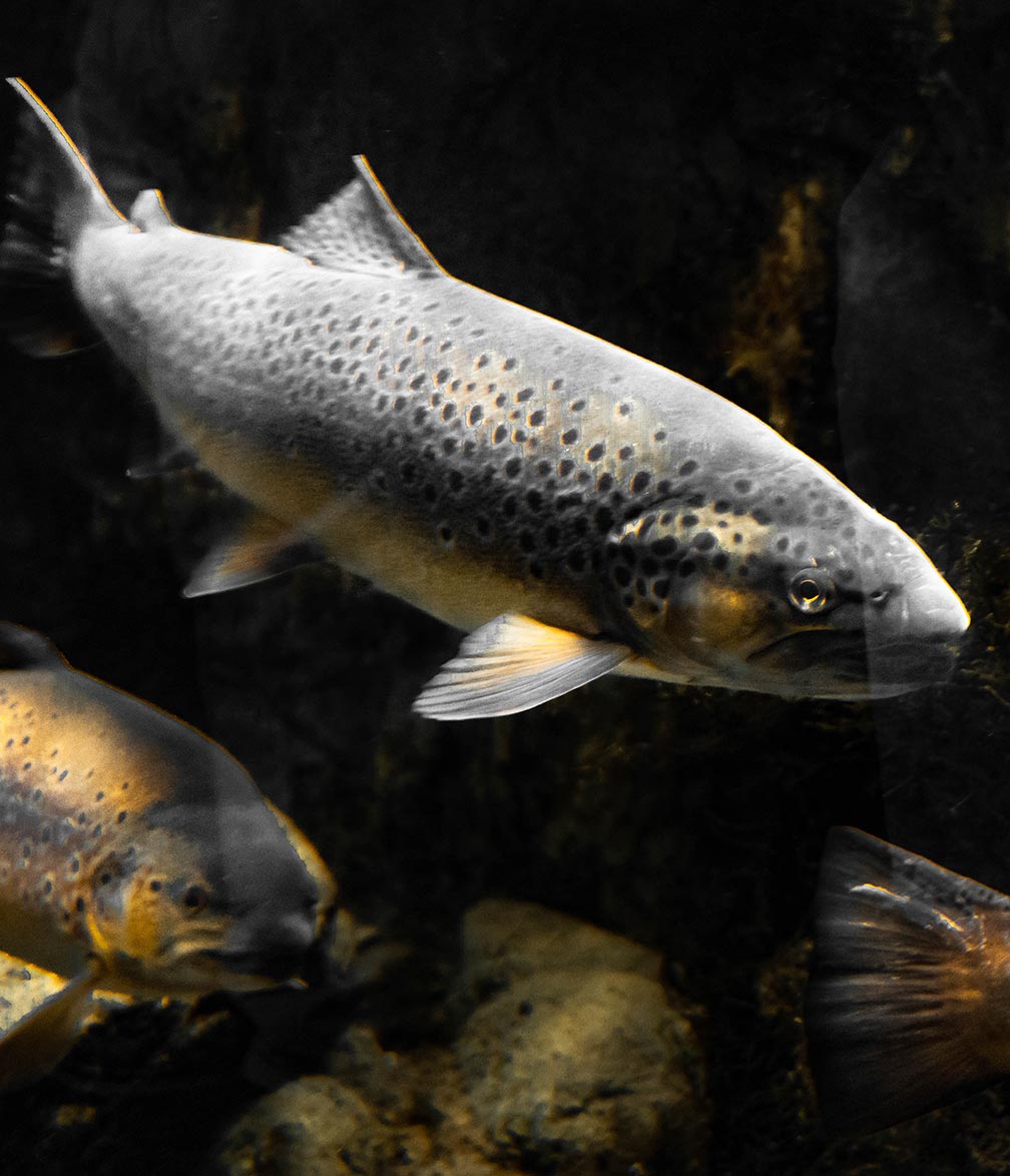 steelhead fish-water species