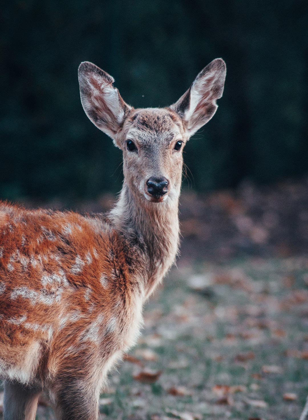 Deer - Mammals